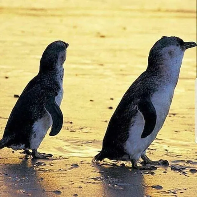 The Grampian Phillip Island *
