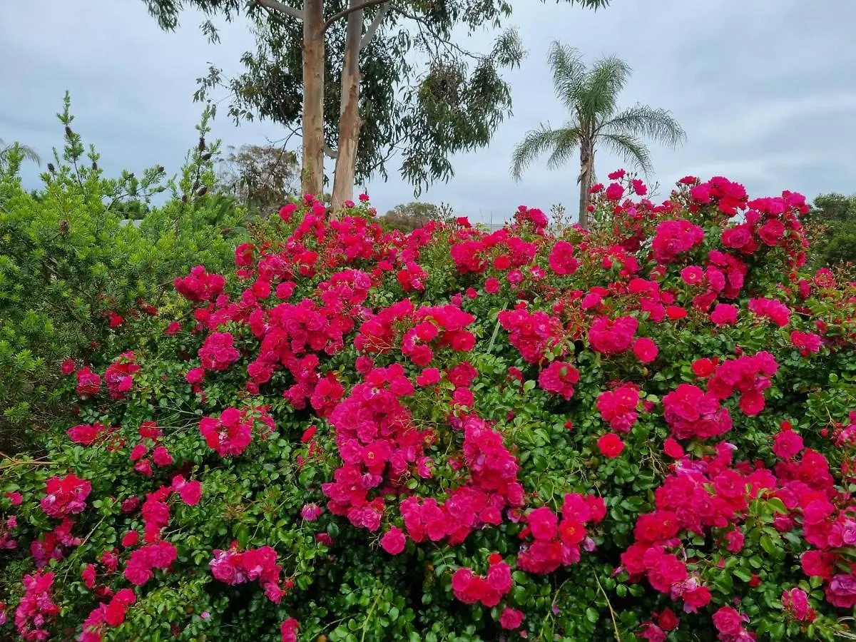 فيلة Island Cove