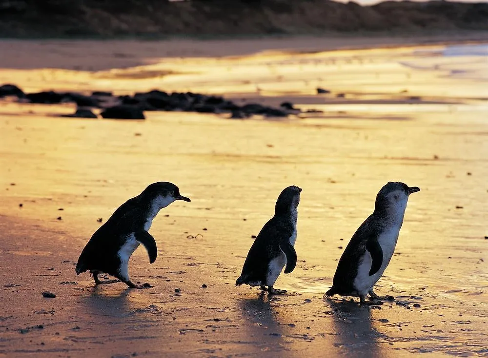 Phillip Island