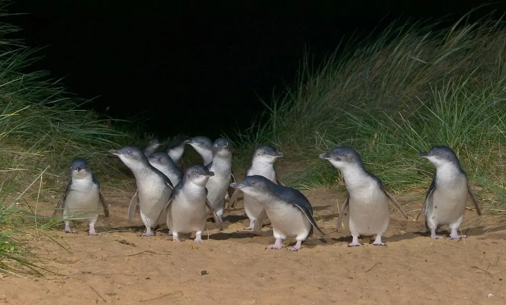 Phillip Island 4*