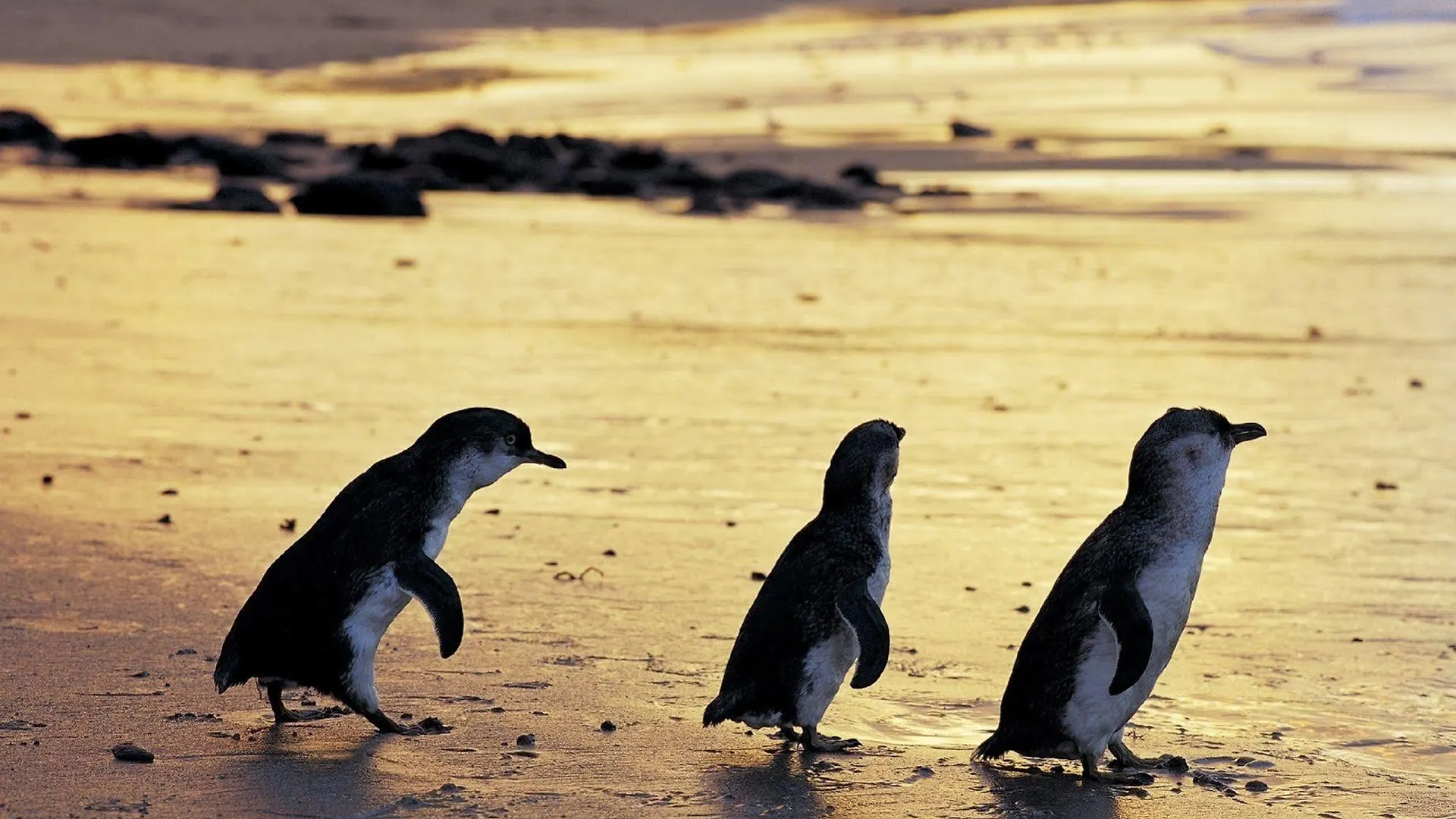 Nrma Phillip Island Beachfront Holiday Park Tatil parkı *