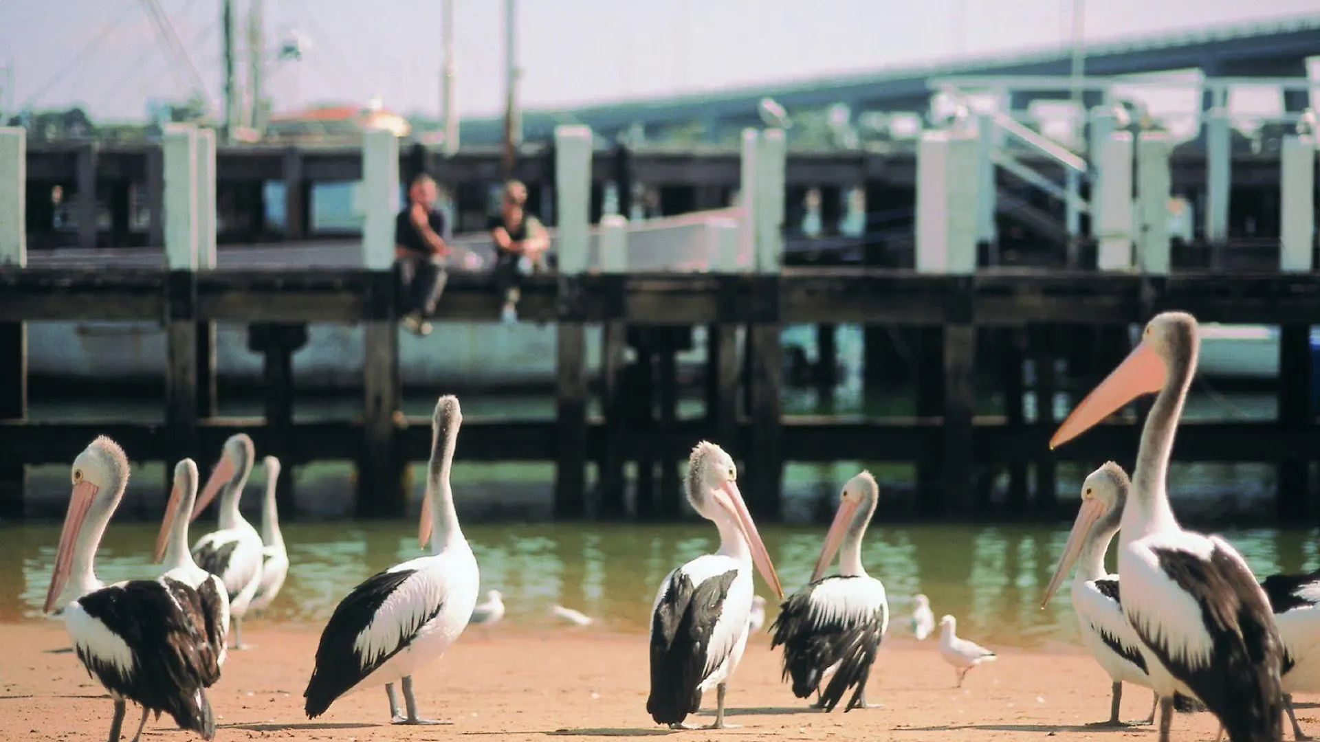 Nrma Phillip Island Beachfront Holiday Park * Cowes